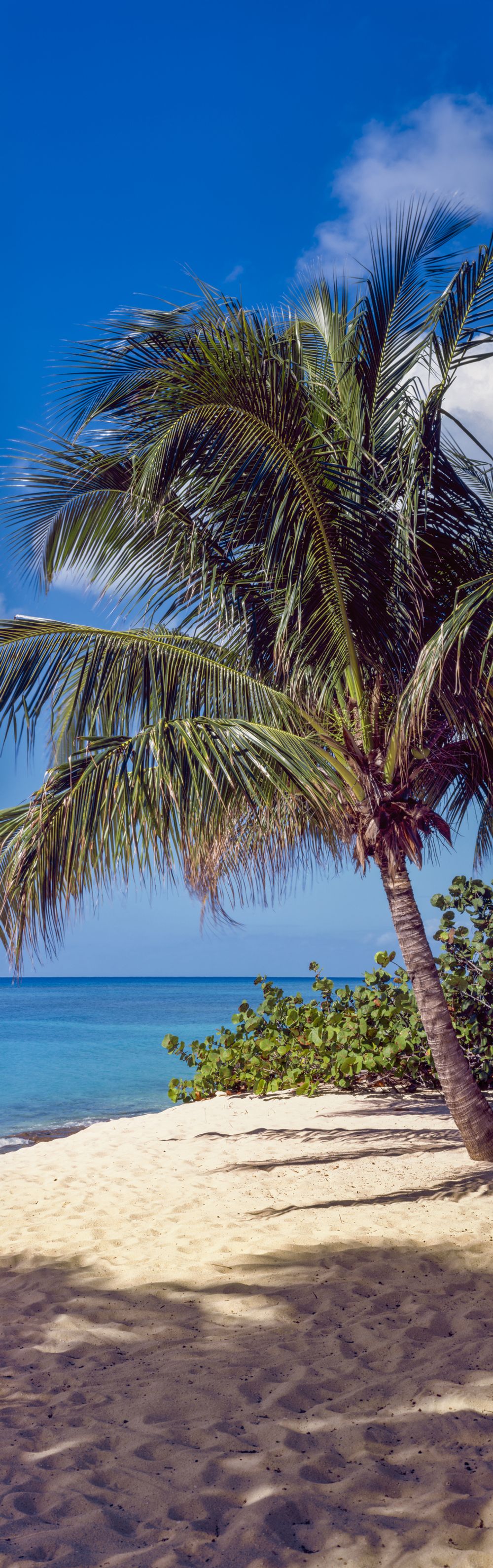 Tropical Paradise Palm