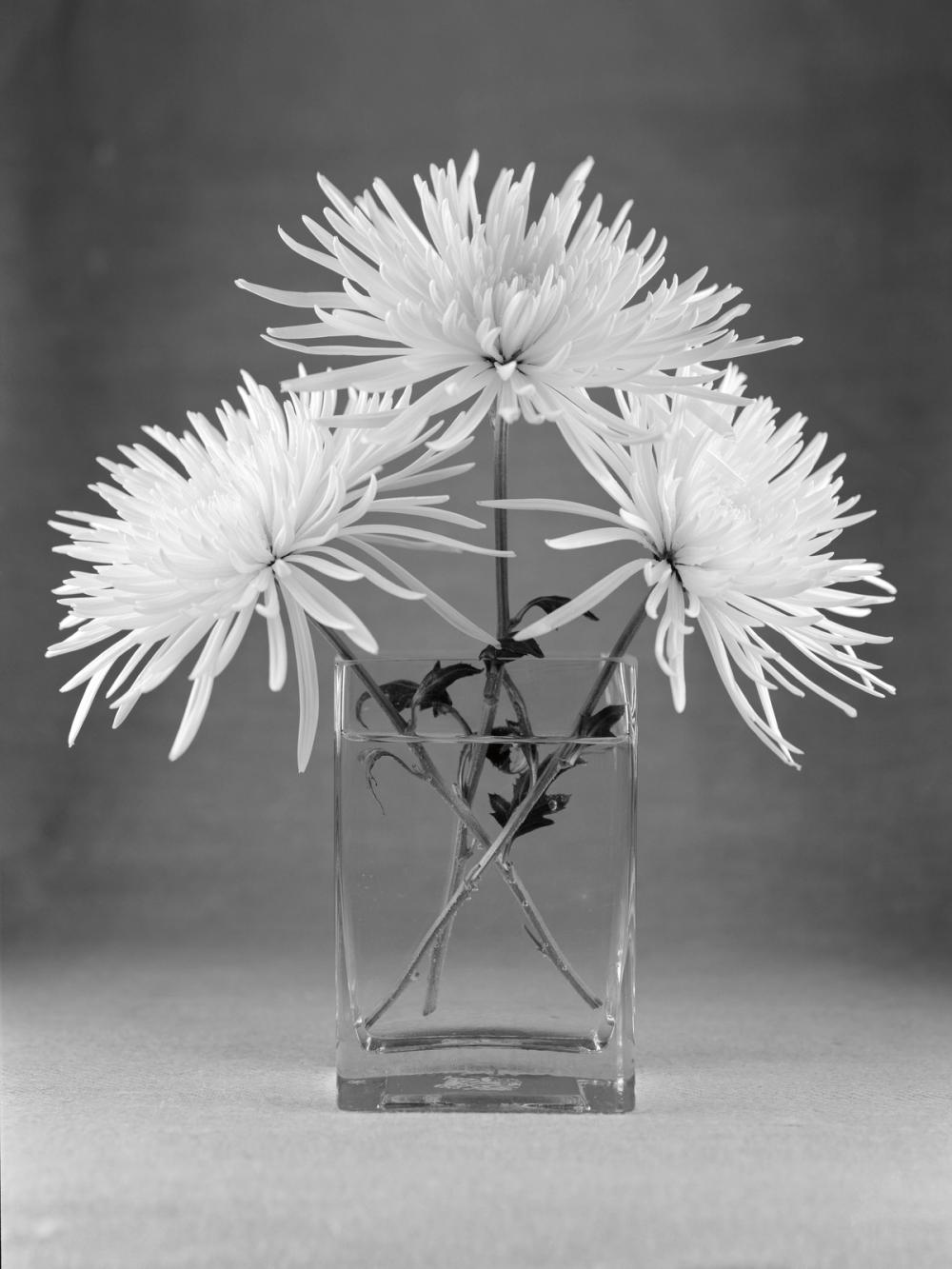 Still Life with Mums