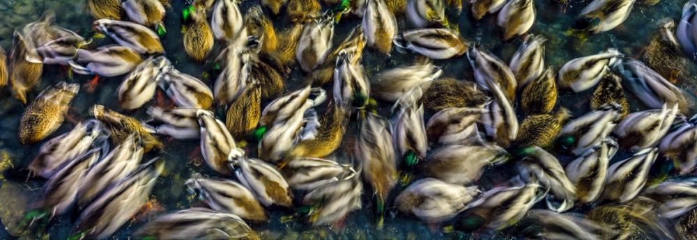 Long Exposure Ducks