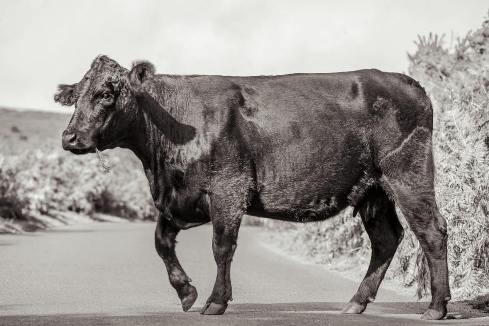 Cow on the Road II