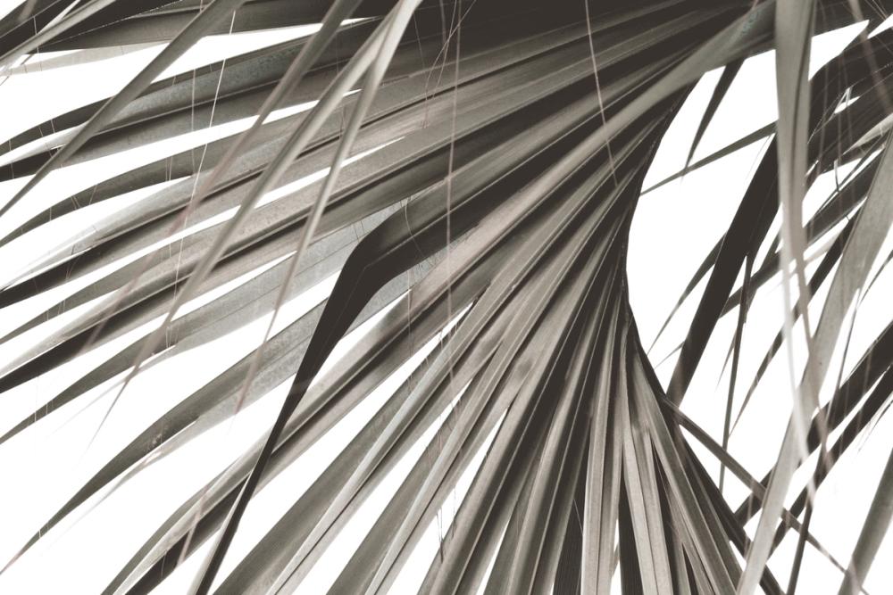 Sepia Palm