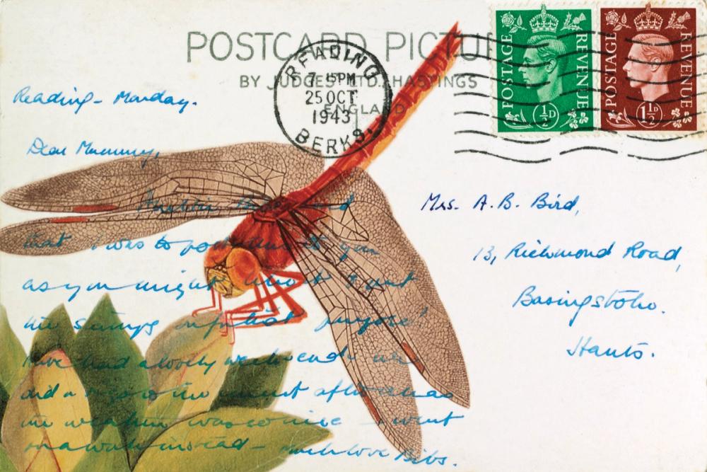 Dragonfly Postcard