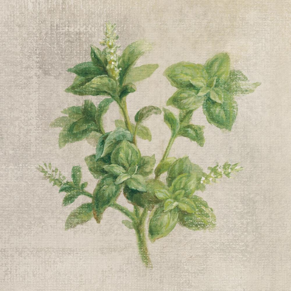 Basil