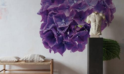 Bright Purple Hydrangea