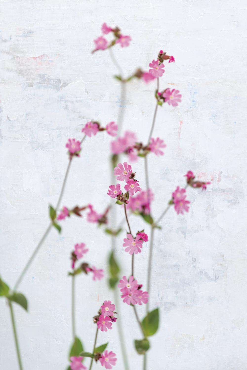 Pink Silene
