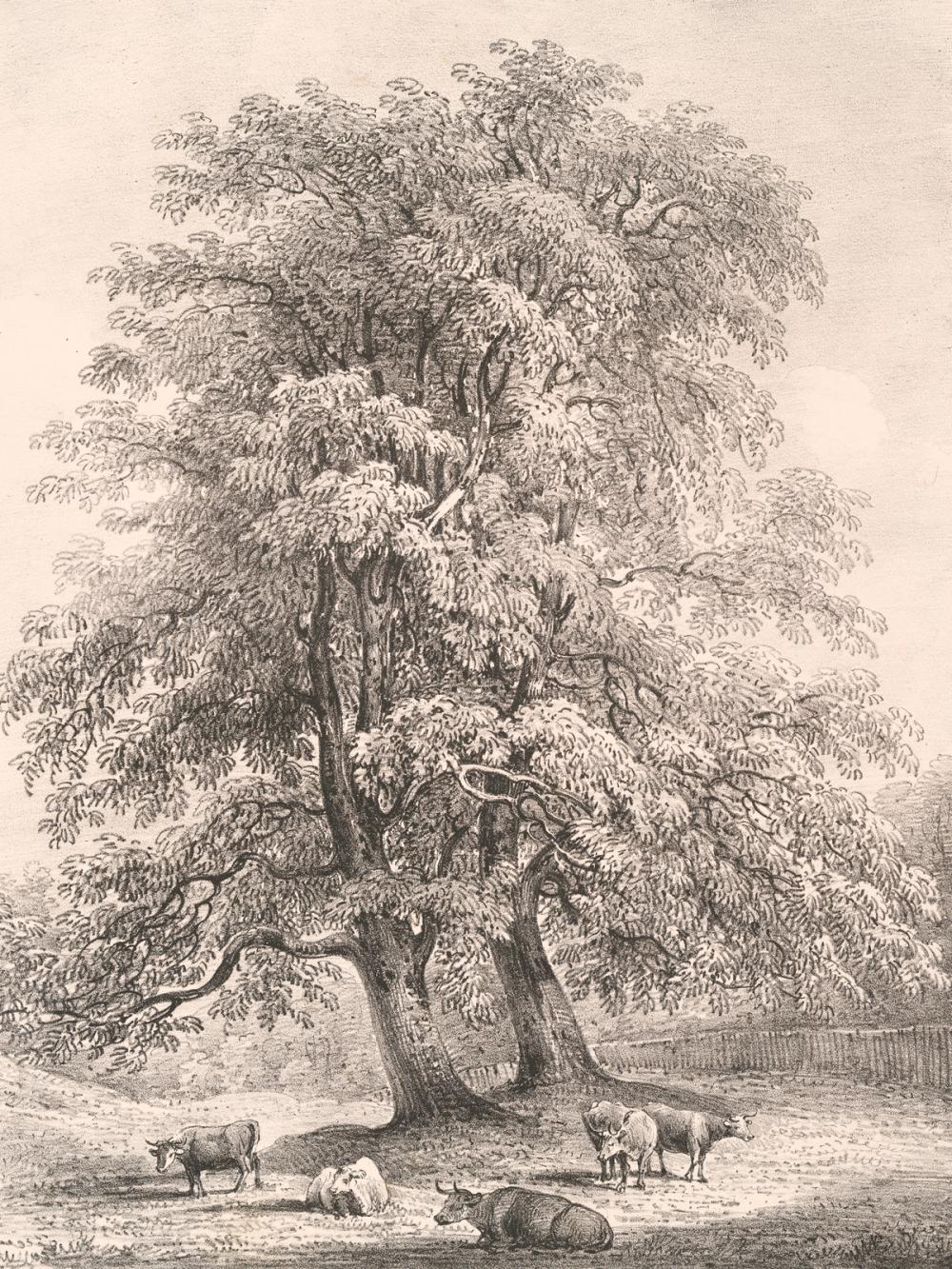 Ash Trees at Bolton Abbey