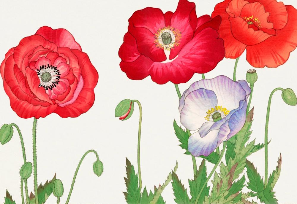 Tanigami Poppy