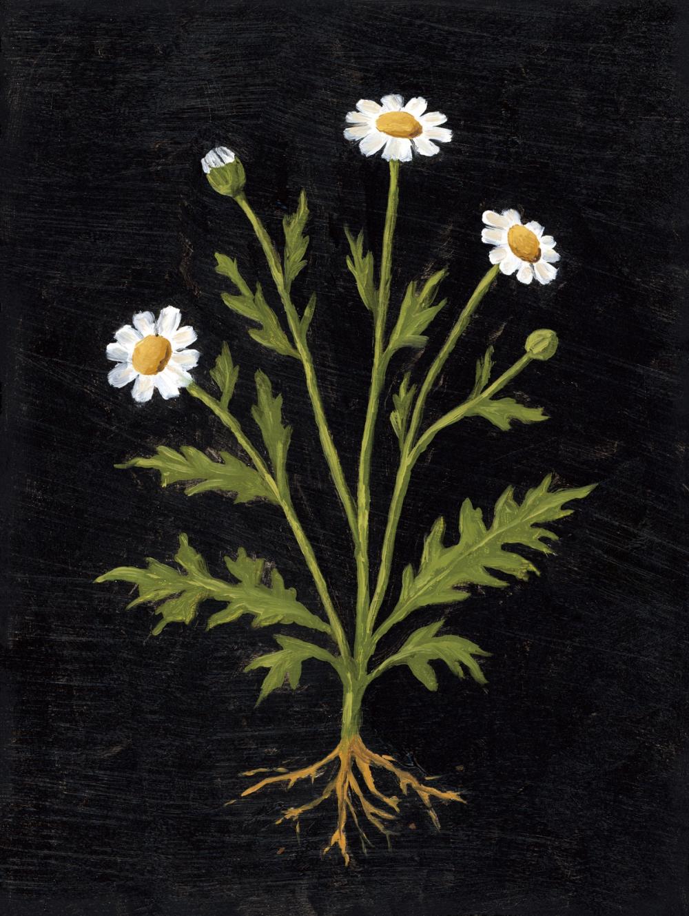Vintage Chamomile