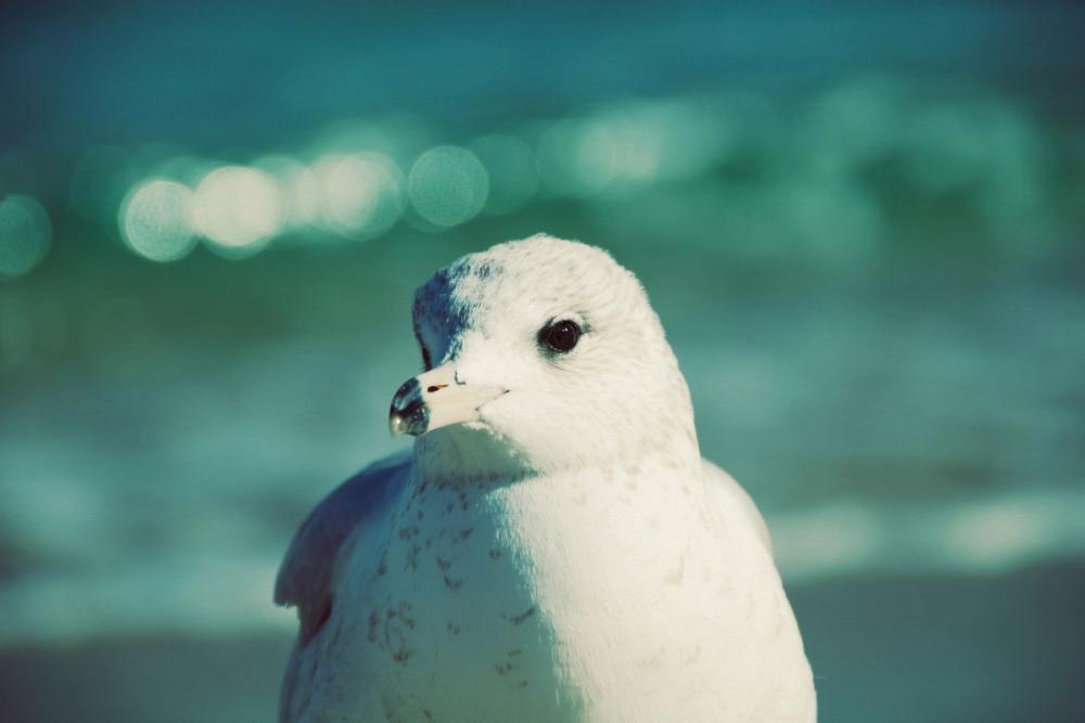 Mint Cottage Days IV