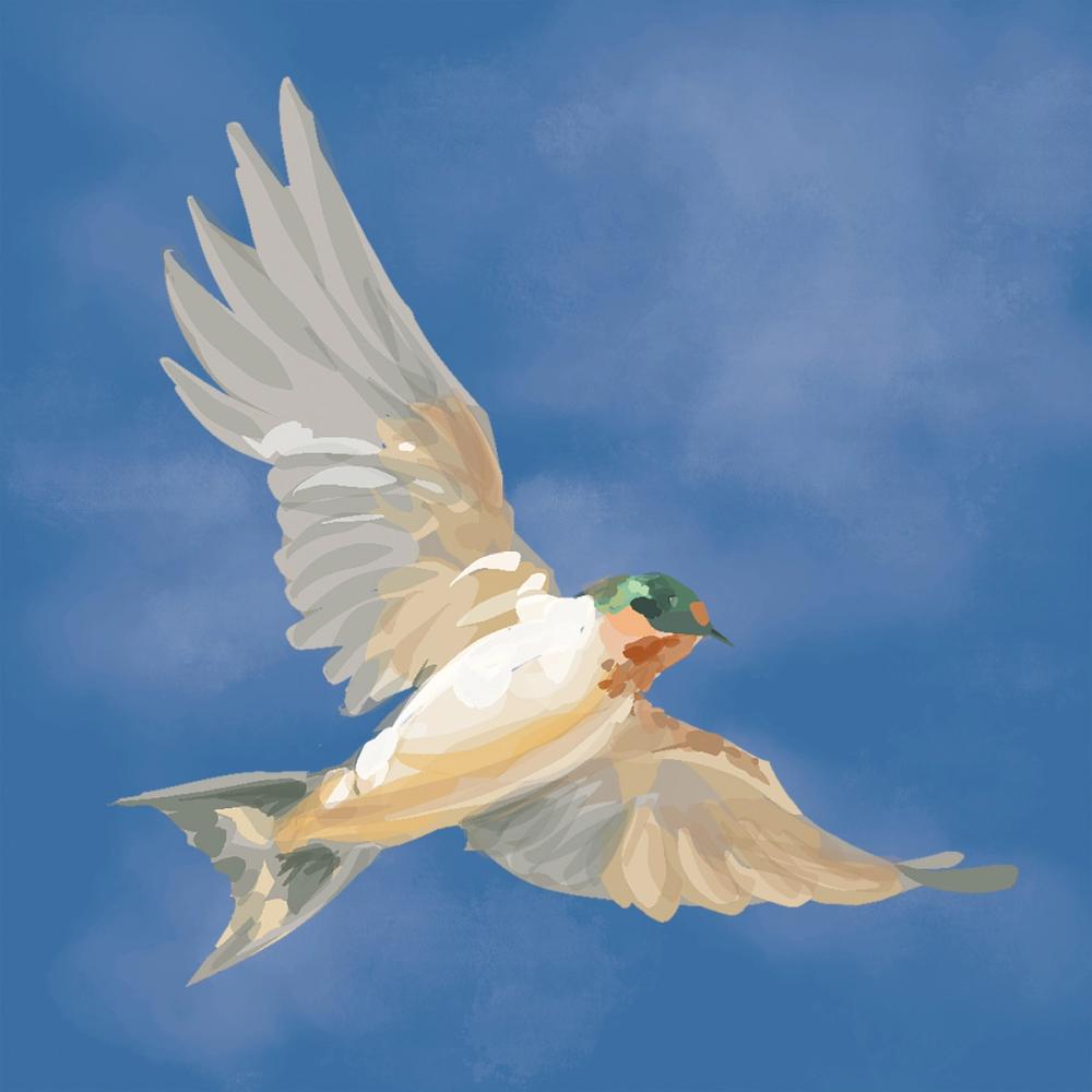 Swifts II Royal Blue