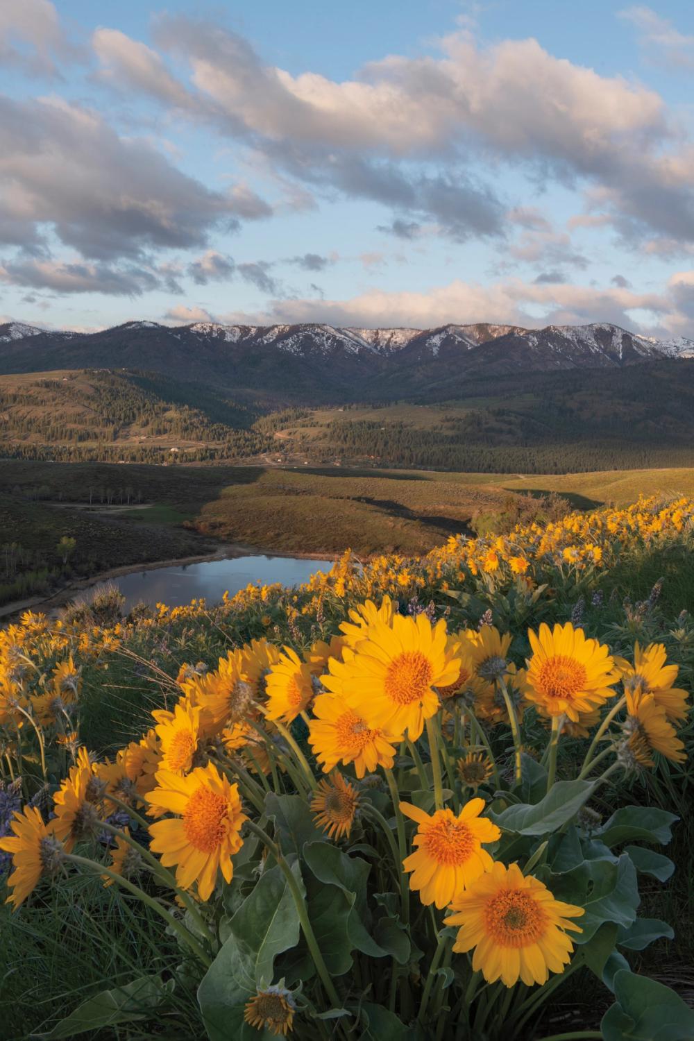 Methow Valley Wildflowers V
