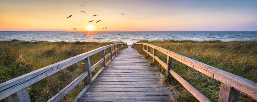 Baltic Boardwalk Birds