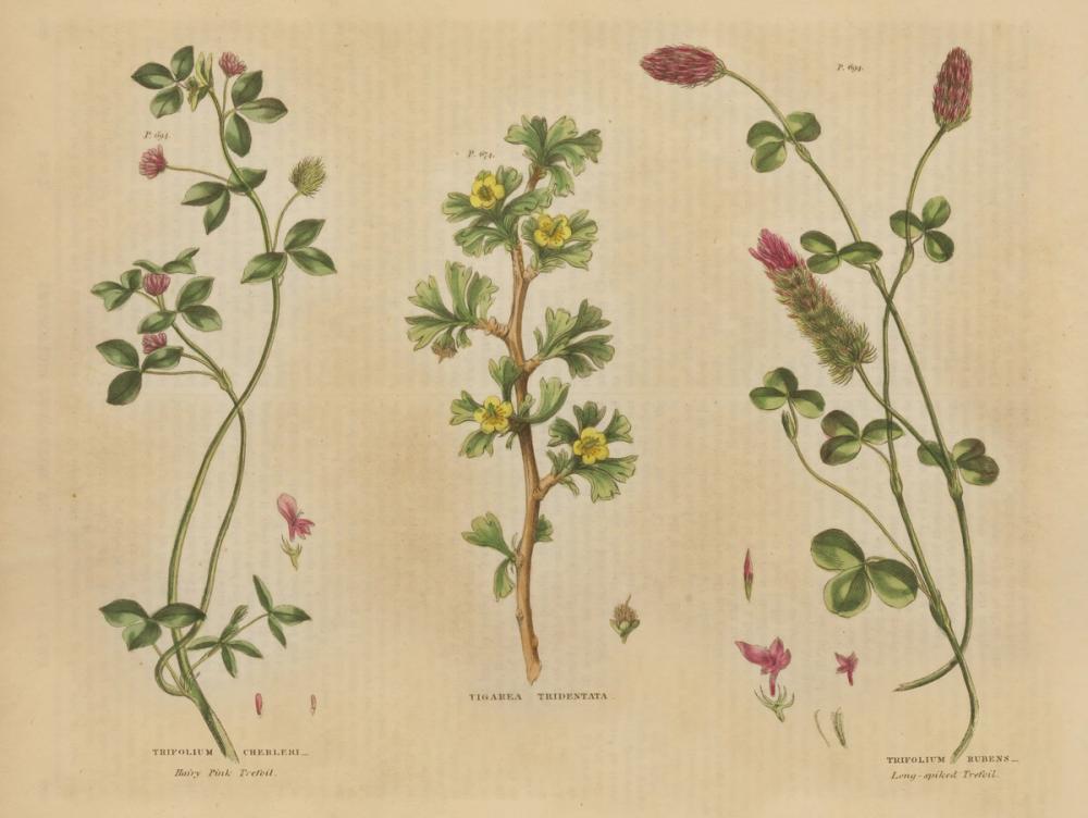 Herbal Botanical IV