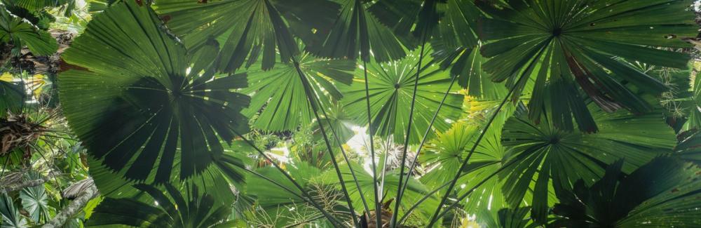 Tropical Fan Fronds