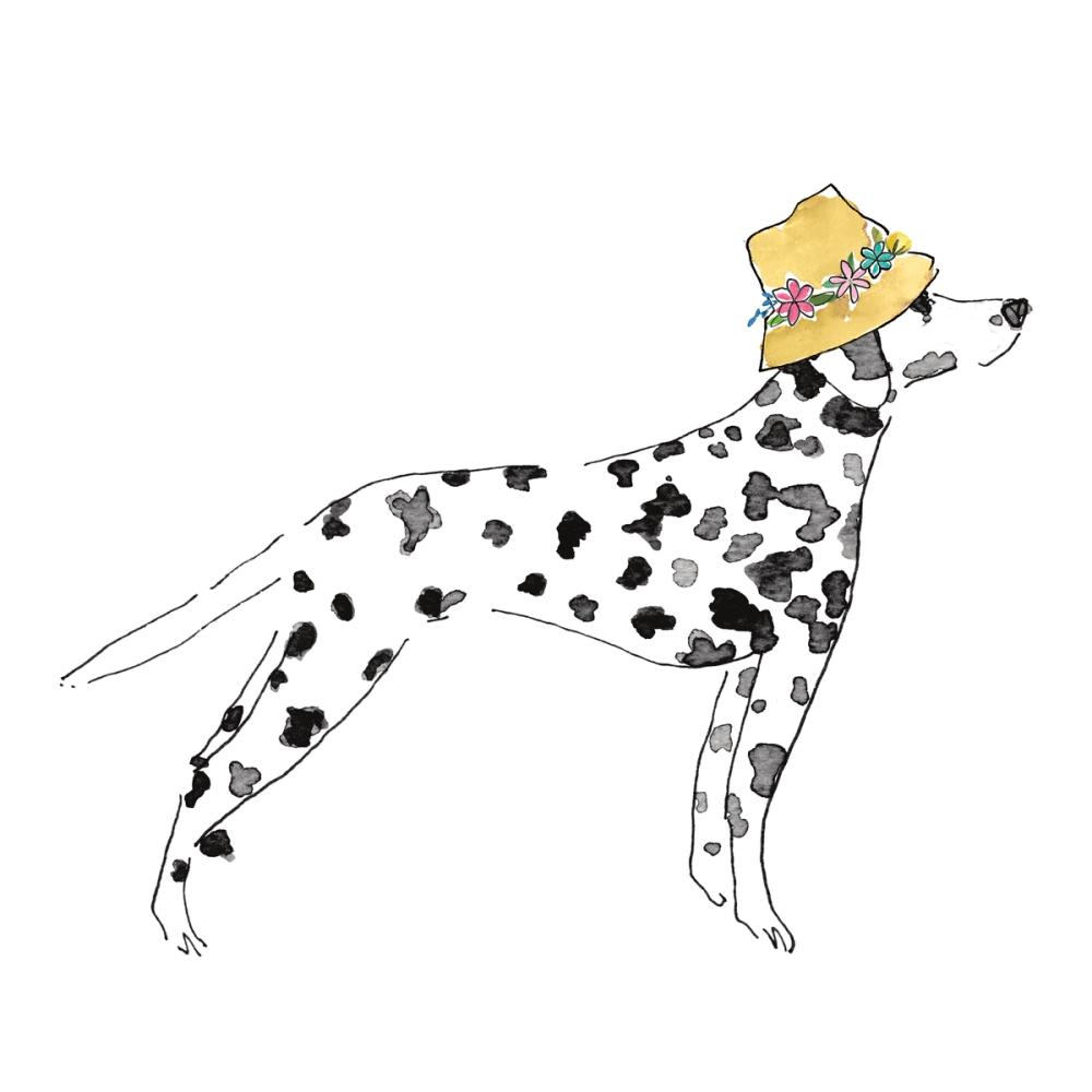 Spring Dalmatian