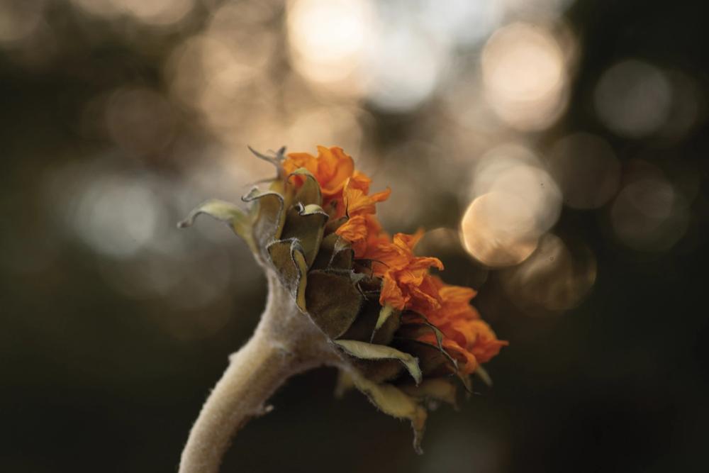 Golden Hour Sunflower
