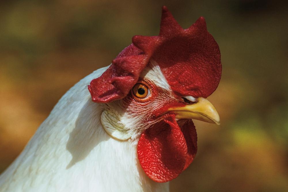 Chicken in the Sun I