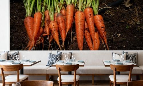 Harvest Carrot
