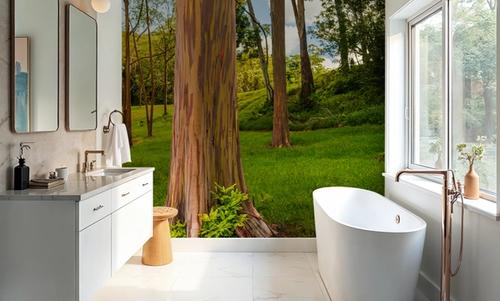Rainbow Eucalyptus