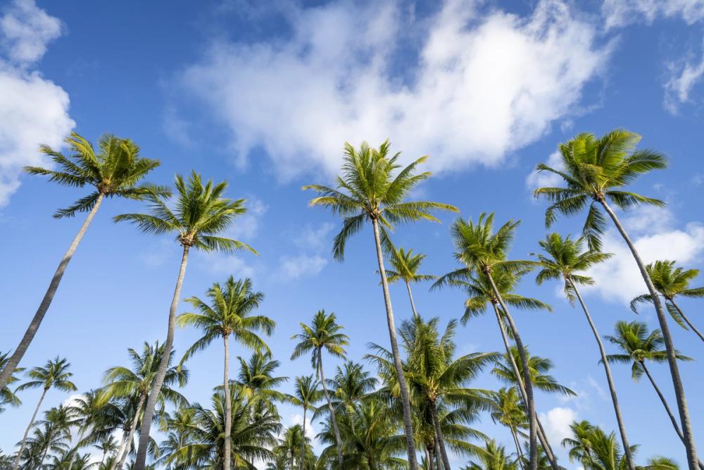 Strecthing Palm Trees