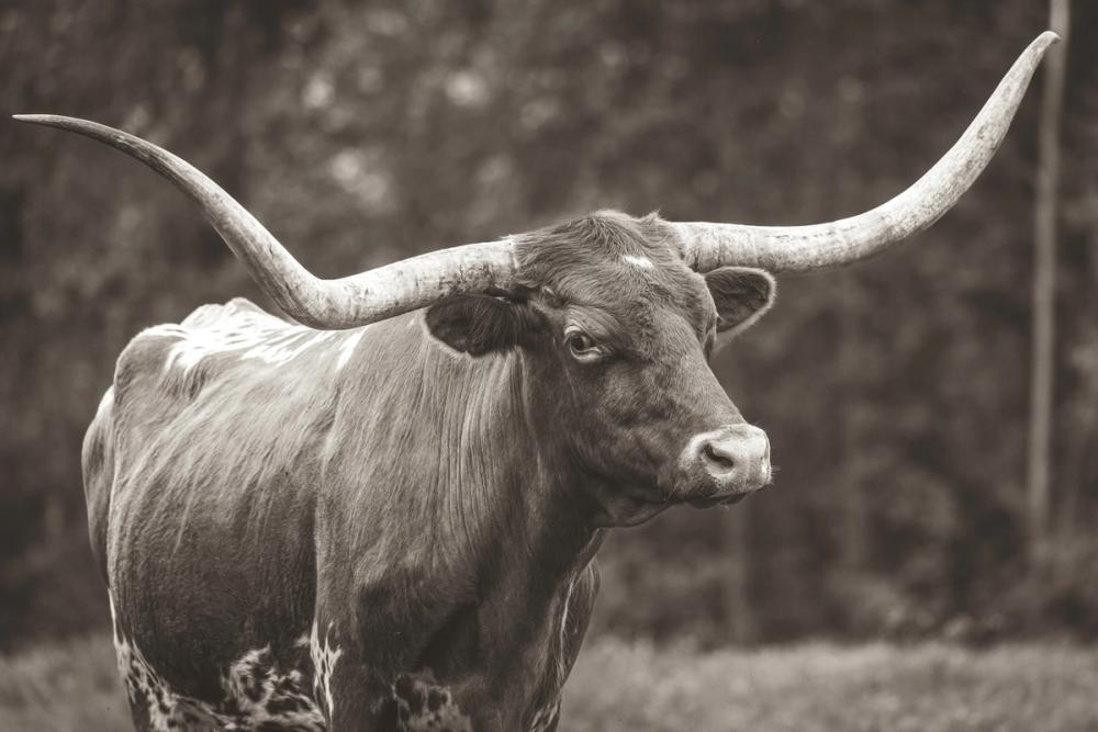 Longhorn Side Eye Sepia