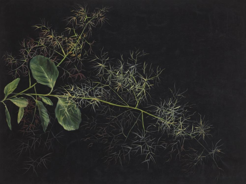 Study of Tufted Hairgrass