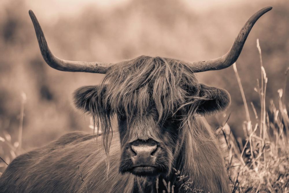 Highland Meadow Portrait Sepia