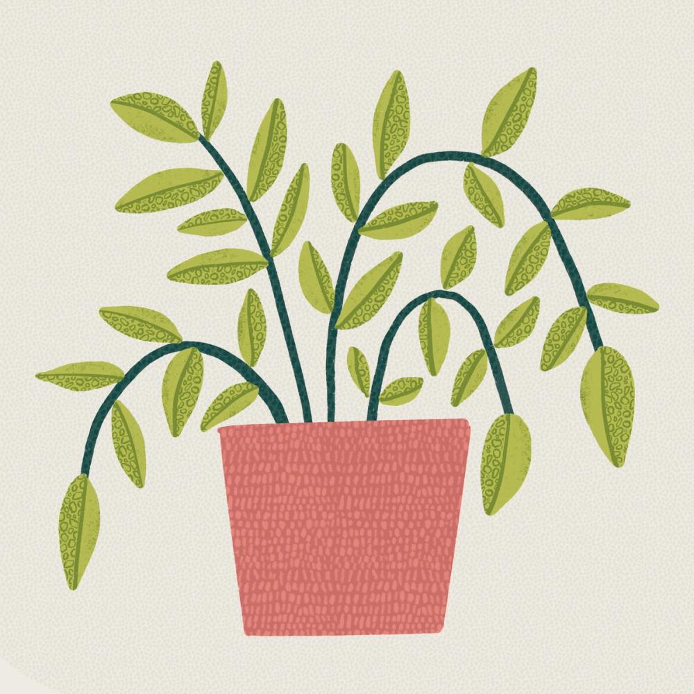 Potted Plants IV