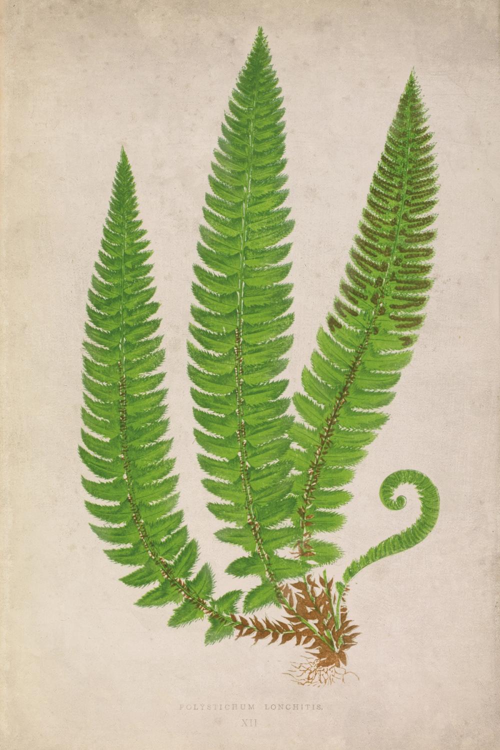 Forest Fern I