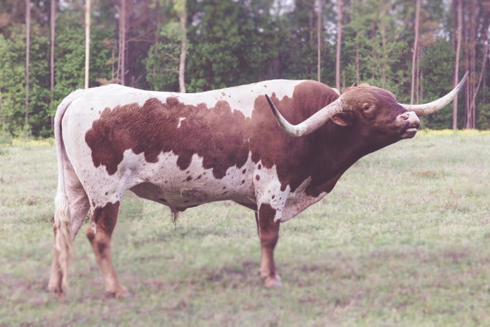 Longhorn Bull