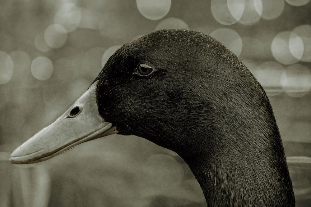 Duck Left