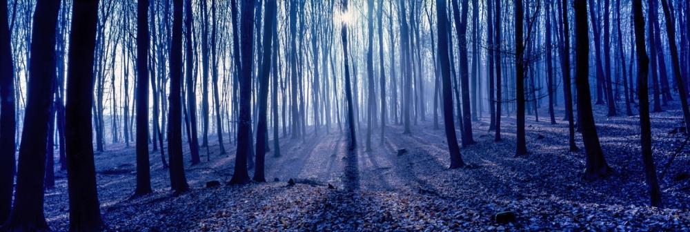 Misty Blue Forest