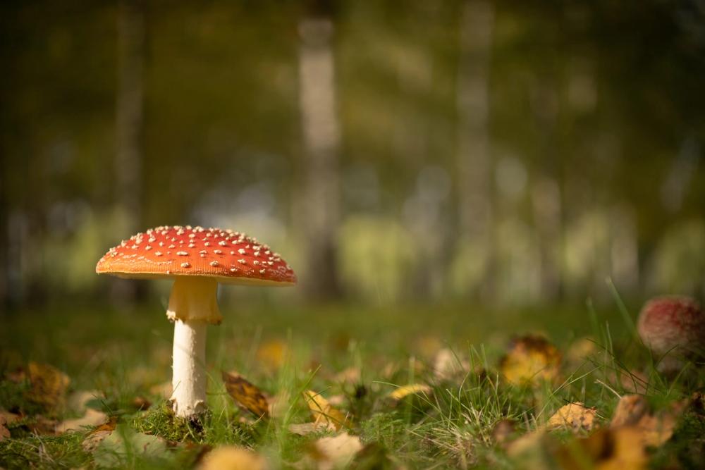 Toadstool Focus