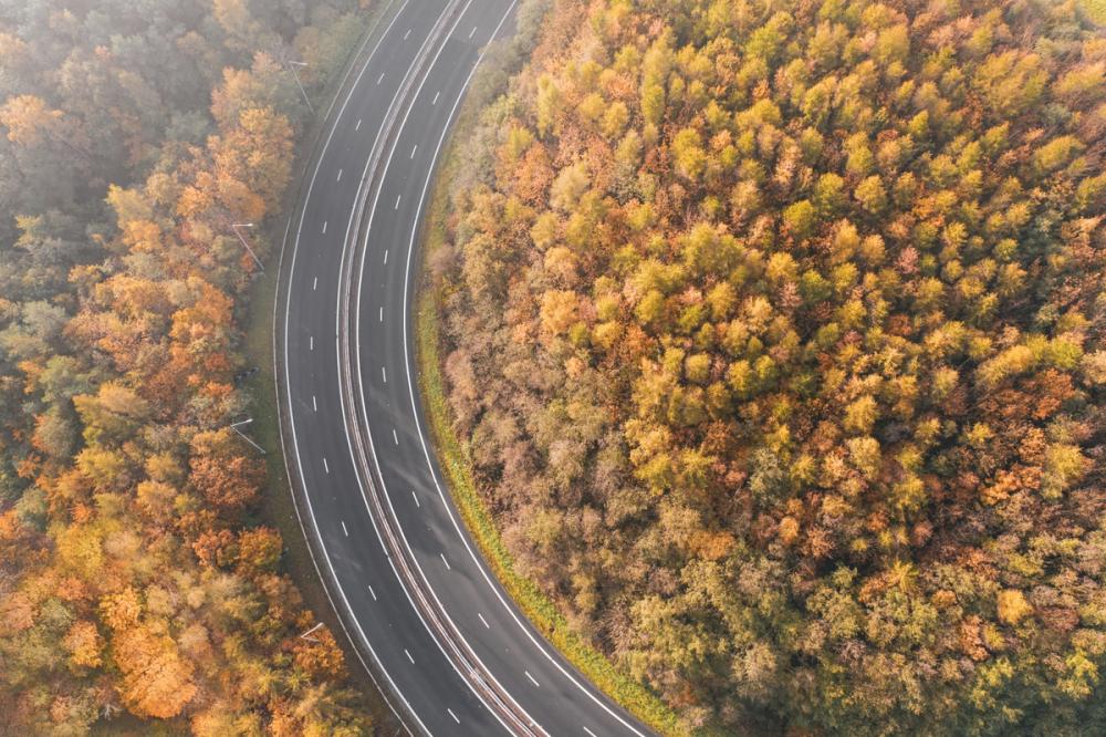 Autumn Canopy Road
