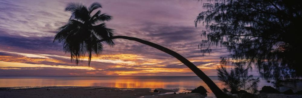 Aitutaki Palms