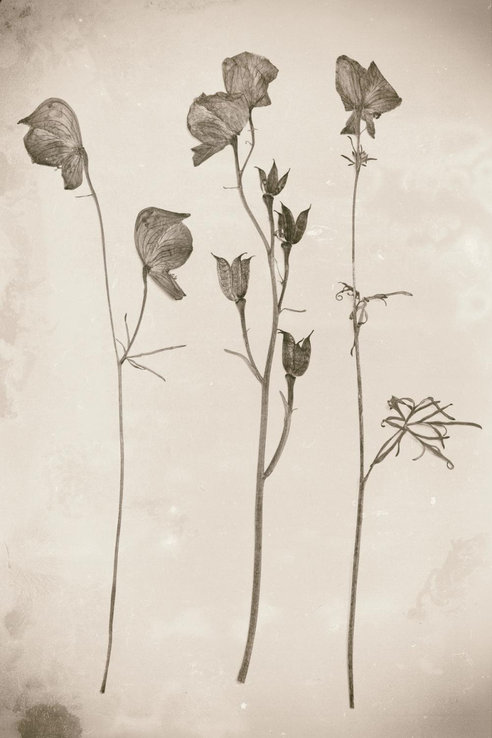 Wildflower Journal Vintage III