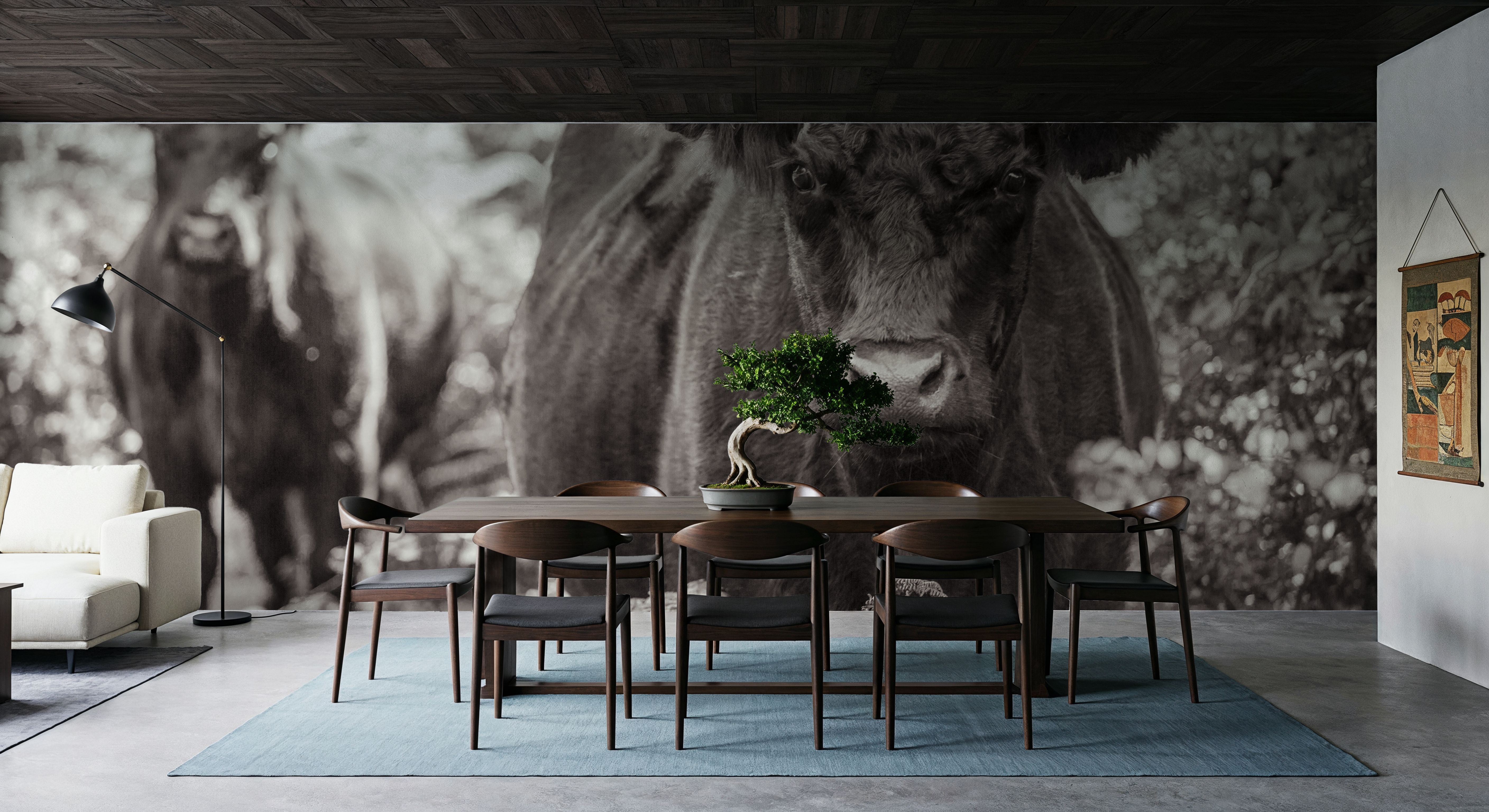 Dartmoor Cattle, Tapeten