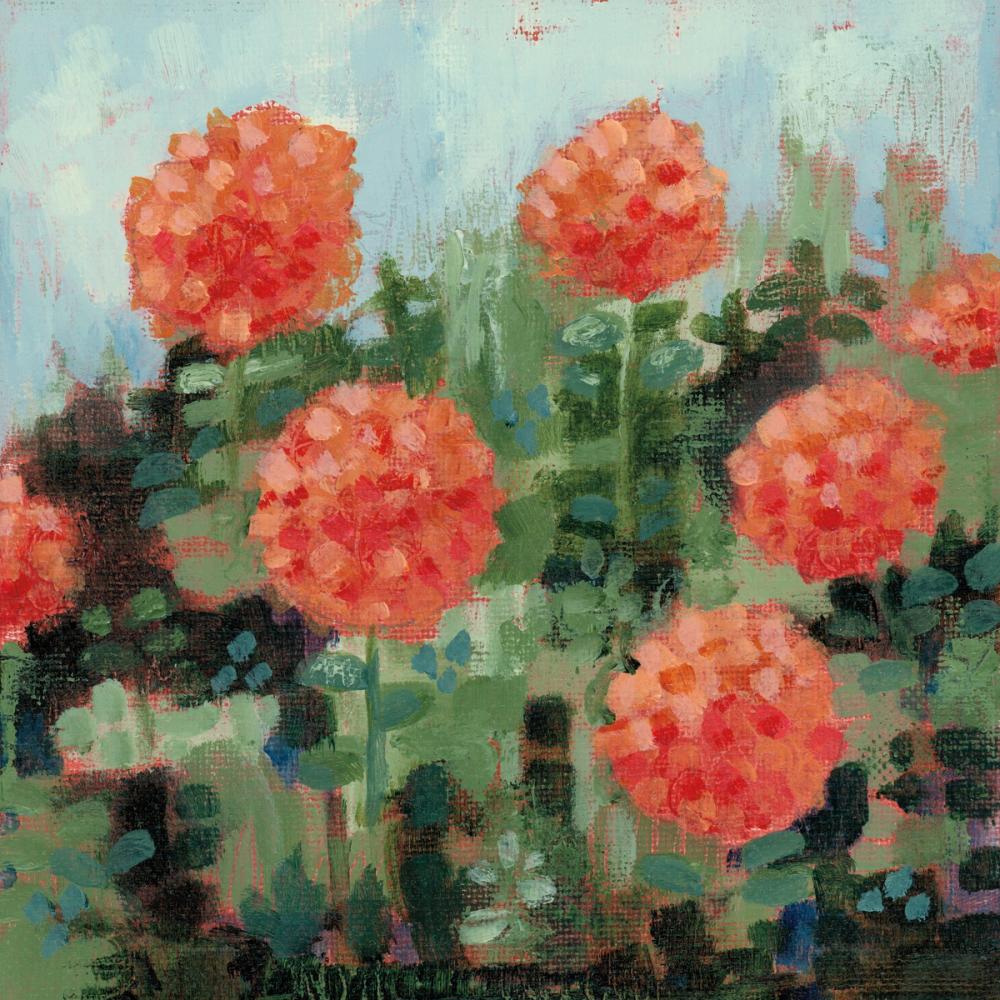 Rosy Mums