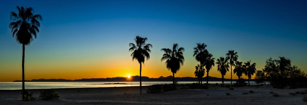 Palm Baja Dawn