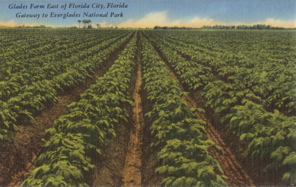 Greetings from Everglades - Screenprint Postcard