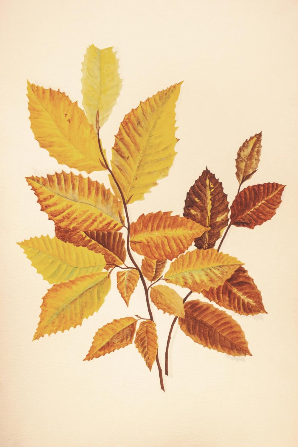 Fall Leaves IV Muted