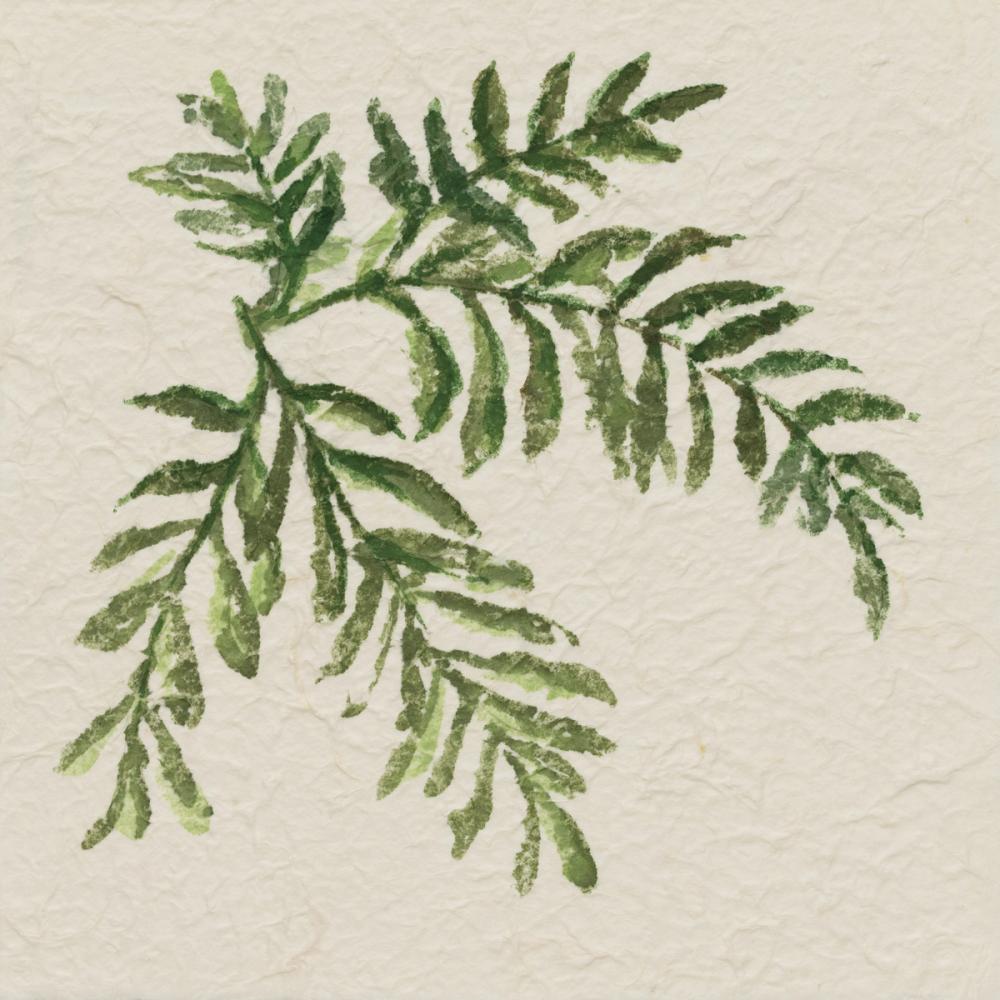 Kozo Fern V