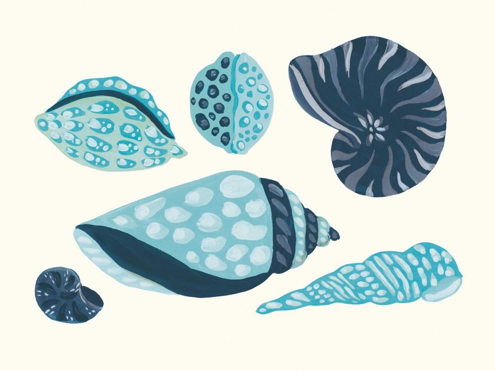 My Tropical Shell Collection III