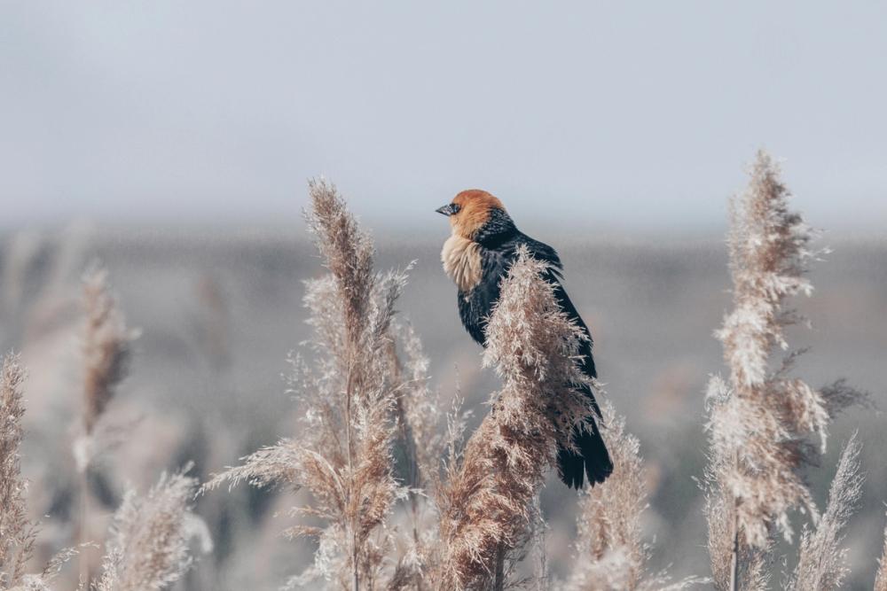 Yellow Headed Blackbird