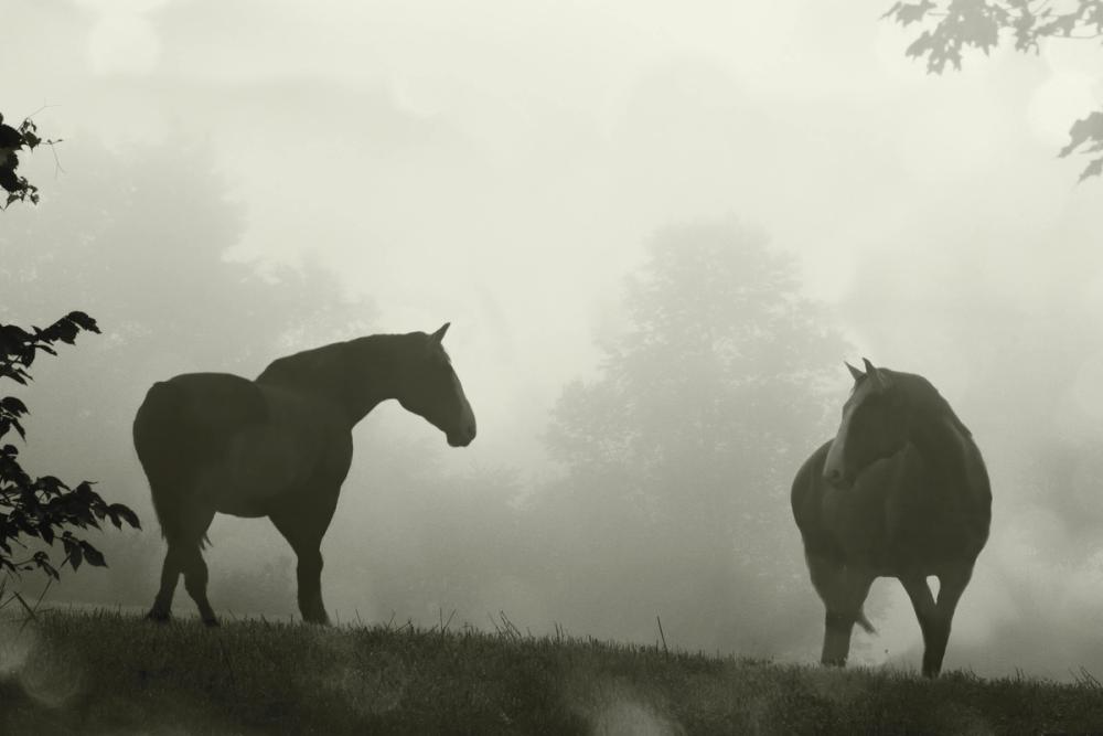 Morning Meadow Horses IV