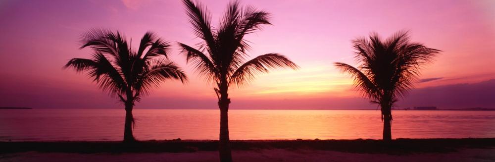 Tropical Twilight Silhouette