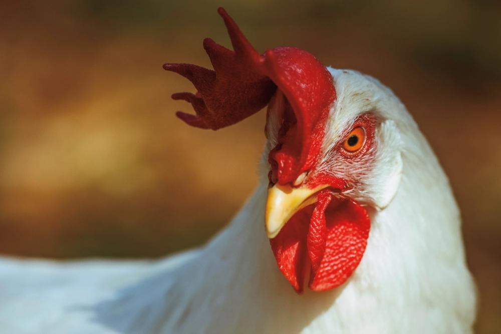 Chicken in the Sun II