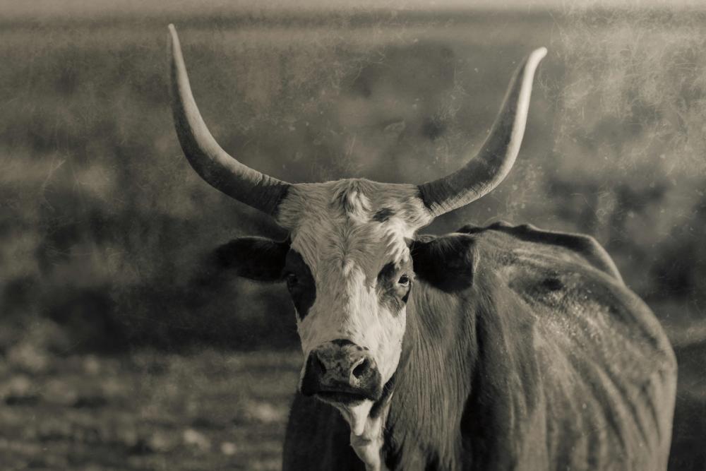 Sunset Cattle Portrait