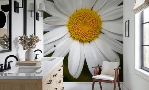 Daisy Petals