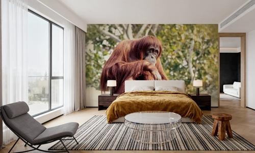 Orangulives